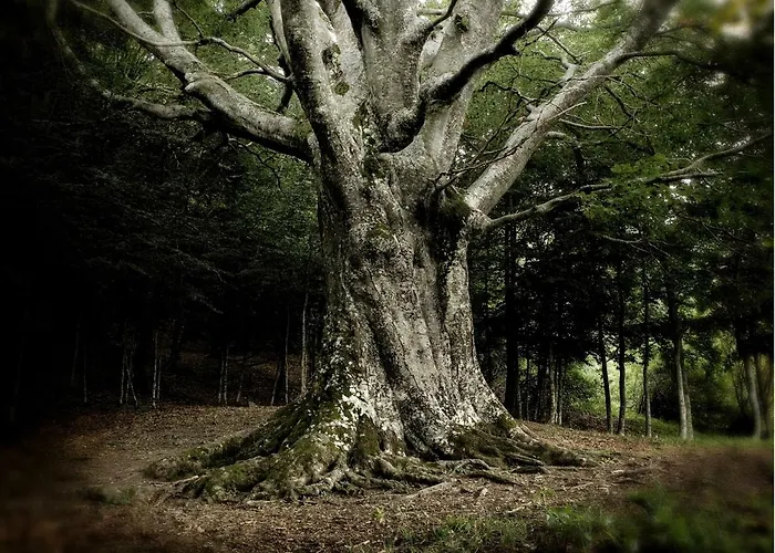 La Del Borgo * Torrechiara